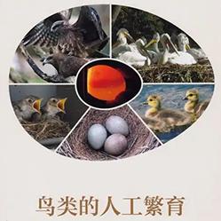 人工繁育