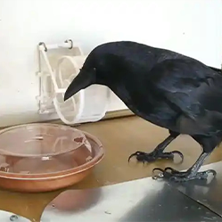 饲养经验